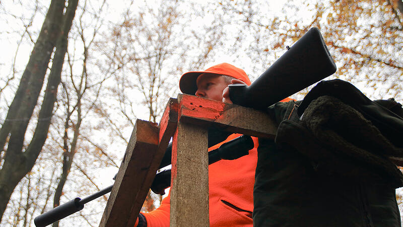 Treibjagd im Staatsforst Neuwirtshaus