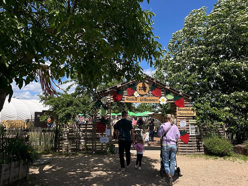 Das Erdbeerfest auf dem Huckepack-Selbsterntefeld in Erlangen ist Magnet für große und kleine Besucher. Das Erdbeerfest auf dem Huckepack-Selbsterntefeld in Erlangen ist Magnet für große und kleine Besucher.