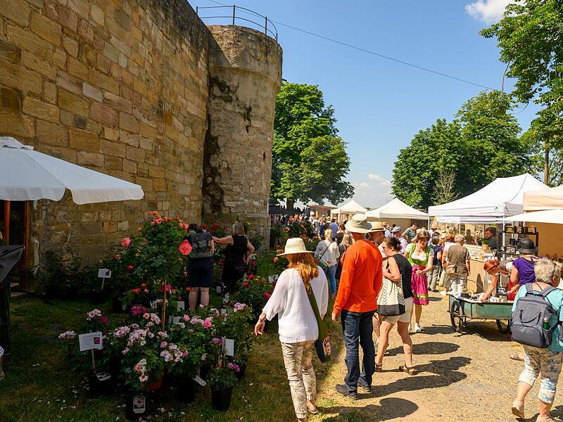 Die Königsberger Rosentage laden auch heuer wieder zum blühenden Erlebnis rund um die Burg ein. Die Königsberger Rosentage laden auch heuer wieder zum blühenden Erlebnis rund um die Burg ein.