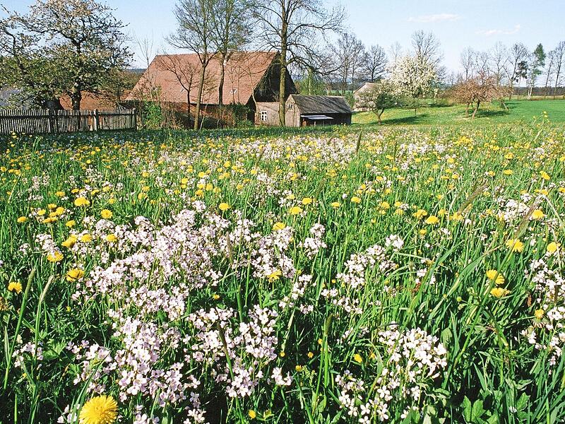 Beim Nachhaltigkeitstag geht es auch um Lebensr&auml;ume f&uuml;r Biodiversit&auml;t sowie um den Schutz heimischer Wildpflanzen und Insekten.