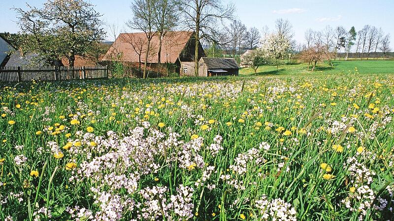 Beim Nachhaltigkeitstag geht es auch um Lebensr&auml;ume f&uuml;r Biodiversit&auml;t sowie um den Schutz heimischer Wildpflanzen und Insekten.