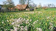 Beim Nachhaltigkeitstag geht es auch um Lebensr&auml;ume f&uuml;r Biodiversit&auml;t sowie um den Schutz heimischer Wildpflanzen und Insekten.