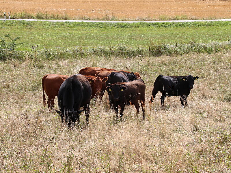 Bio-Rinder auf einer Wiese in Seidmannsdorf. Sie stehen in der prallen Sonne