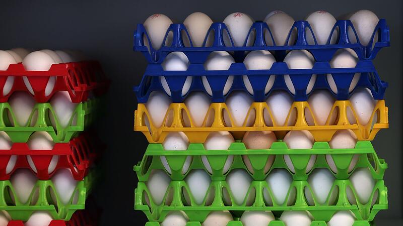 Legehennen auf Biobauernhof