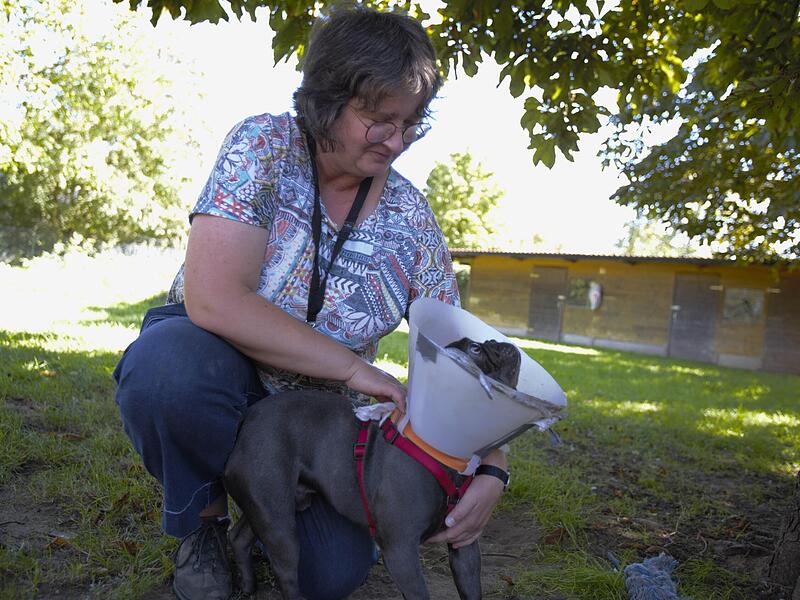 Die Zahl der Heimtiere in Deutschland steigt; merkt auch die im Tierheim Forchheim ehrenamtlich Engagierte Birgit Schmitt (hier mit Yoda).Forchheim & Fränkische Schweiz Die Zahl der Heimtiere in Deutschland steigt; merkt auch die im Tierheim Forchheim ehrenamtlich Engagierte Birgit Schmitt (hier mit Yoda).Forchheim & Fränkische Schweiz