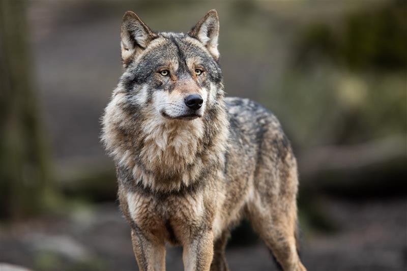 Ein Wolf ist auf der B505 am 25. Februar 2025, zwischen Stadt und Landgebiet Bamberg, angefahren und schwer verletzt worden.