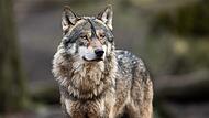 Ein Wolf ist auf der B505 am 25. Februar 2025, zwischen Stadt und Landgebiet Bamberg, angefahren und schwer verletzt worden.