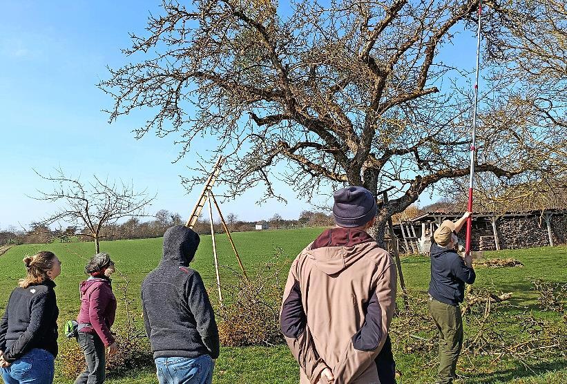 Marco Morath vom Landschaftspflegeverband zeigt den Mistelschnitt am Baum.