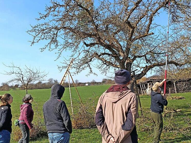 Marco Morath vom Landschaftspflegeverband zeigt den Mistelschnitt am Baum.