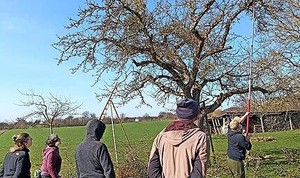 Marco Morath vom Landschaftspflegeverband zeigt den Mistelschnitt am Baum. Marco Morath vom Landschaftspflegeverband zeigt den Mistelschnitt am Baum.