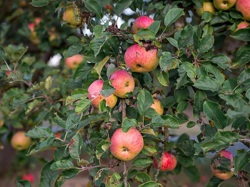 Sonnenaufgang &uuml;ber einer Streuobstwiese