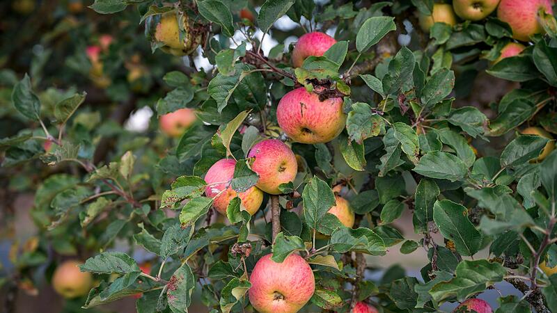 Sonnenaufgang &uuml;ber einer Streuobstwiese