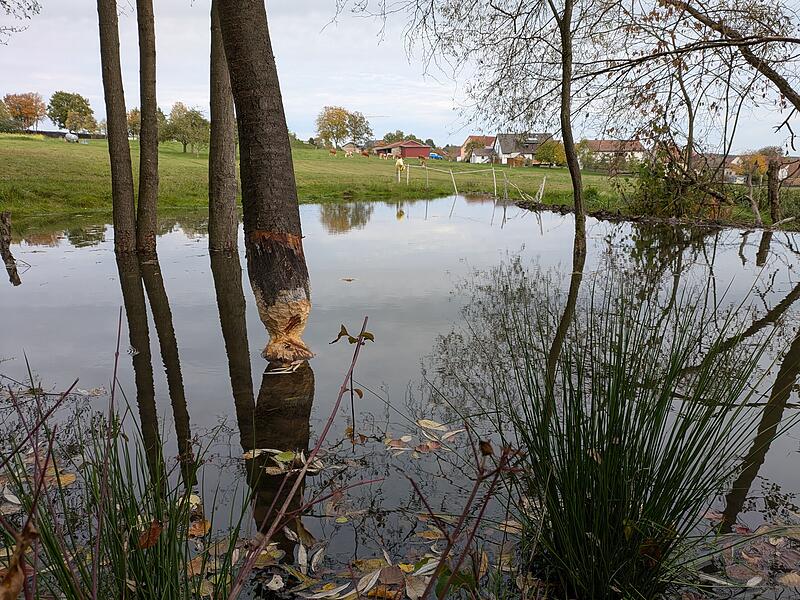 Deutlich sichtbare Fraßspuren am Baum und angestautes Wasser in Katzenbach. Im Hintergrund ist der Elektrozaun zu erkennen, der den Biber fernhalten soll.