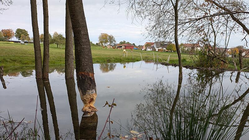 Deutlich sichtbare Fra&szlig;spuren am Baum und angestautes Wasser in Katzenbach. Im Hintergrund ist der Elektrozaun zu erkennen, der den Biber fernhalten soll.