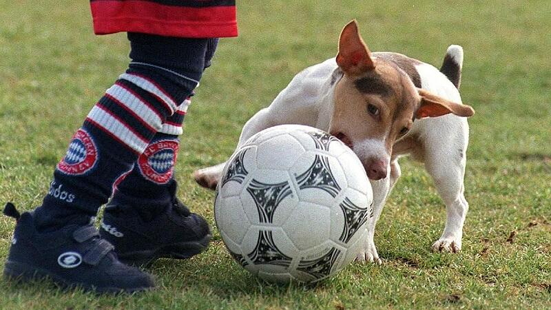 Hunde auf dem Fußballplatz? Bei Spielen eher selten, aber kommt schon mal vor. Kuriose Gründe für Spielunterbrechungen oder -abbrüche gibt es auch andere genug. Hunde auf dem Fußballplatz? Bei Spielen eher selten, aber kommt schon mal vor. Kuriose Gründe für Spielunterbrechungen oder -abbrüche gibt es auch andere genug. 