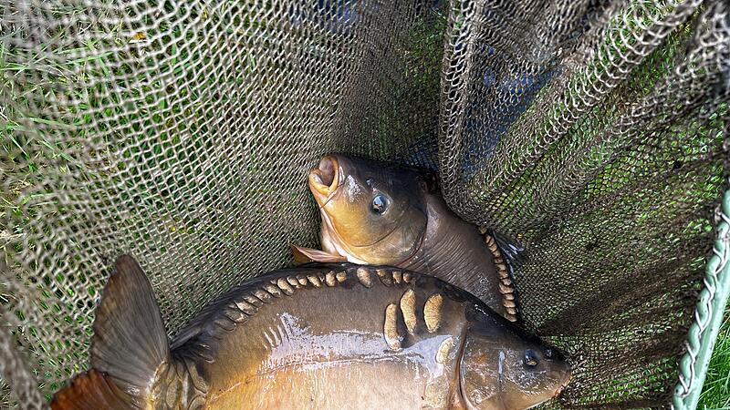 Abfischen in Guttenberg-Eeg2023 Abfischen in Guttenberg-Eeg Abfischen in Guttenberg-Eeg