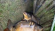 Abfischen in Guttenberg-Eeg