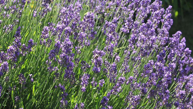 Lavendel