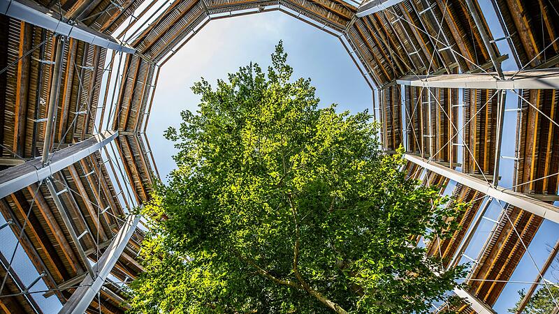 Der Baumwipfelpfad bei Ebrach schreibt wie das Steigerwald-Zentrum in Handthal im Landkreis Schweinfurt rote Zahlen. Im Landtag wurde jetzt diskutiert, wie es mit den beiden Einrichtungen weitergeht. Der Baumwipfelpfad bei Ebrach schreibt wie das Steigerwald-Zentrum in Handthal im Landkreis Schweinfurt rote Zahlen. Im Landtag wurde jetzt diskutiert, wie es mit den beiden Einrichtungen weitergeht.