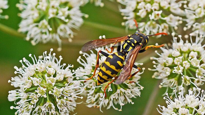 Eine Wespe sitzt auf einer Bl&uuml;te. Manche Menschen f&uuml;hlen sich durch die Insekten gest&ouml;rt, hier k&ouml;nnen Experten und Expertinnen in enger Zusammenarbeit mit dem Landratsamt Bad Kissingen Hilfe anbieten.