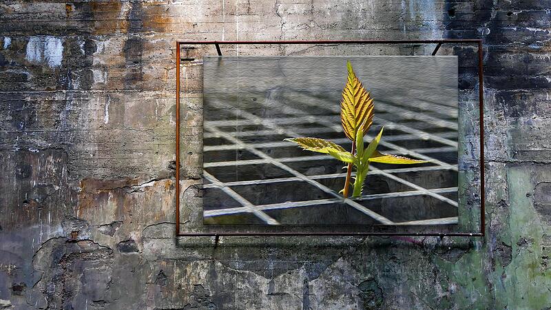 Mit dem Foto &bdquo;Triebkraft&ldquo; bekam Gerd Wetzels beim Mainfr&auml;nkischen Fotofestival eine Urkunde und wurde Gesamtsieger. Beim Fotokreis wurde es zum &bdquo;Bild des Monats&ldquo; gew&auml;hlt.