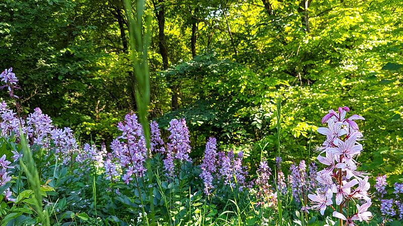 So sch&ouml;n: Diptam auf einer Wiese im Landkreis.