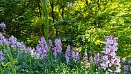 So sch&ouml;n: Diptam auf einer Wiese im Landkreis.
