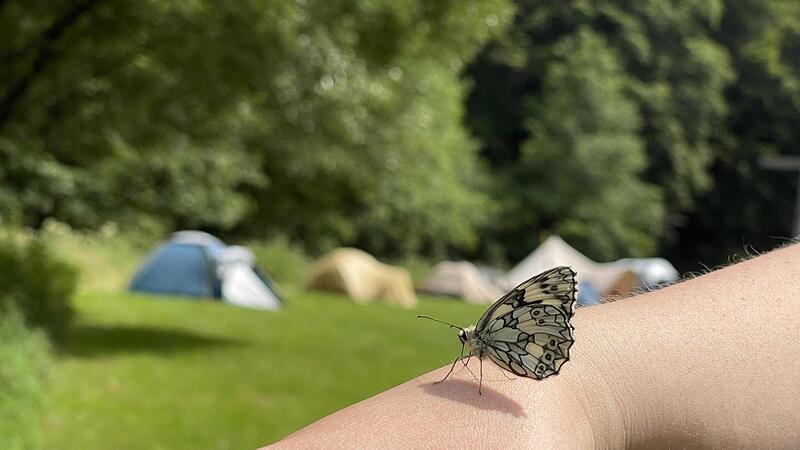 Schmetterlinge gibt es an der Schondra viele.