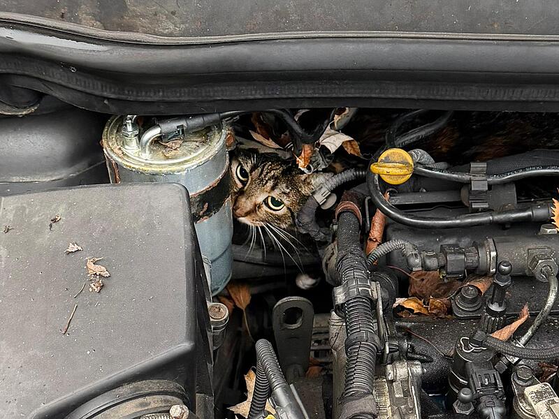 Katze aus Motorraum befreit