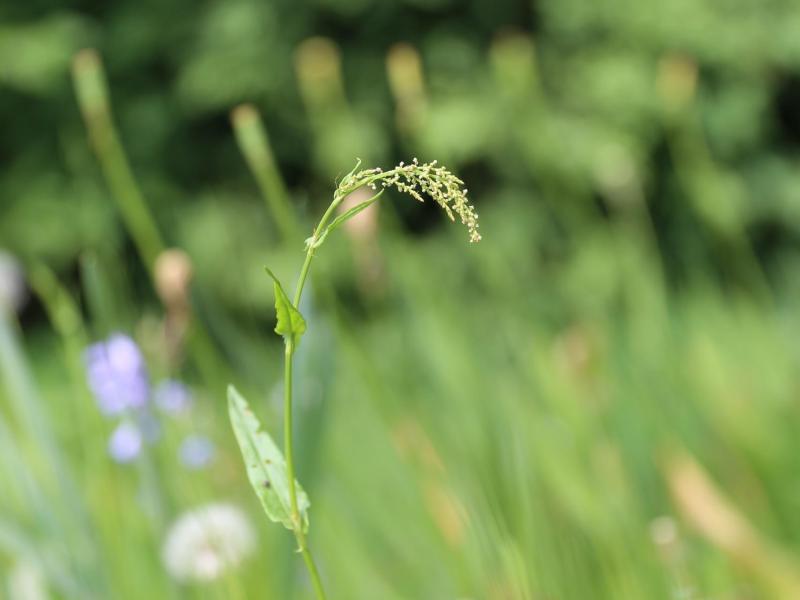 Wildkräuter Wildkräuter