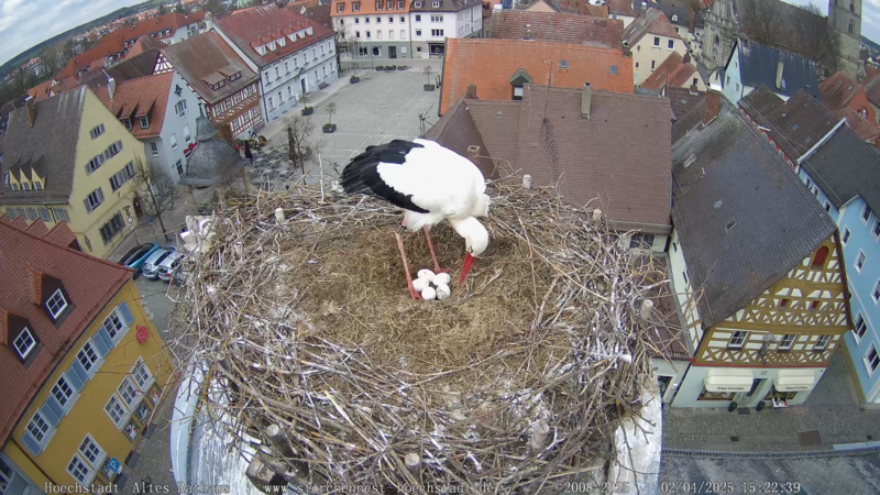 &Uuml;ber die Storchencam kann man Storchendame Frieda und Partner Gerome dabei beobachten, wie sie ihre Eier in H&ouml;chstadt auf dem Alten Rathaus ausbr&uuml;ten.
