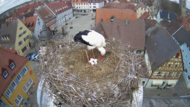 Über die Storchencam kann man Storchendame Frieda und Partner Gerome dabei beobachten, wie sie ihre Eier in Höchstadt auf dem Alten Rathaus ausbrüten.