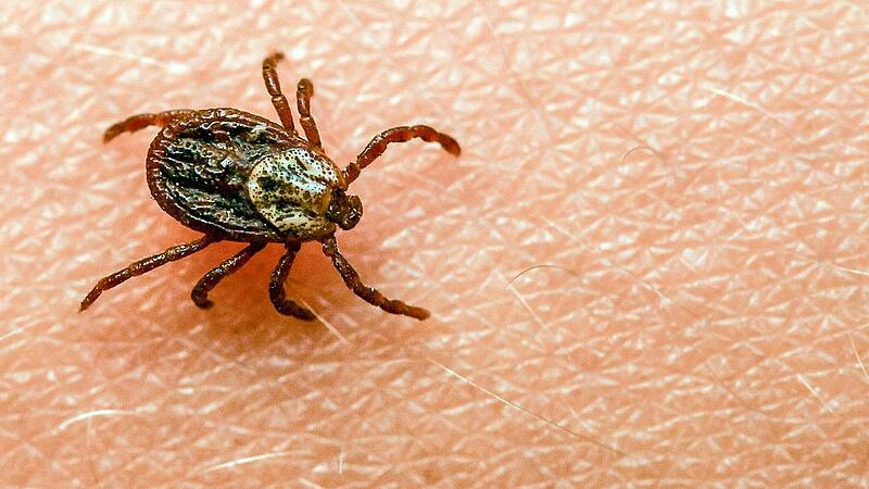 Winzig, aber nicht zu unterschätzen: Zecken können die Frühsommer-Meningoenzephalitis (FSME) und die Lyme-Borreliose übertragen. Winzig, aber nicht zu unterschätzen: Zecken können die Frühsommer-Meningoenzephalitis (FSME) und die Lyme-Borreliose übertragen.