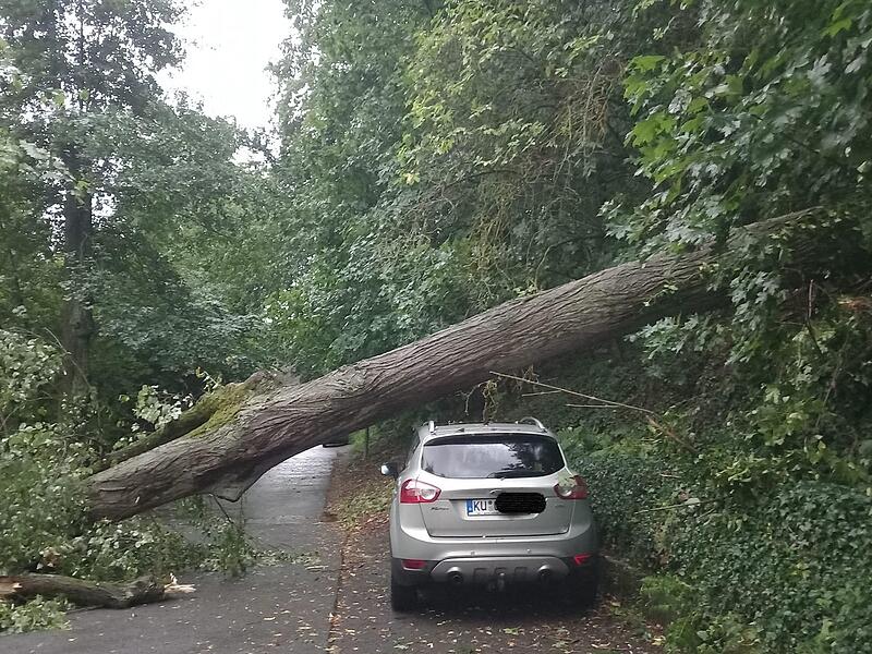 Am Gr&uuml;nwehr in Kulmbach st&uuml;rzte ein Baum um.2023 Unwetter im Landkreis Kulmbach