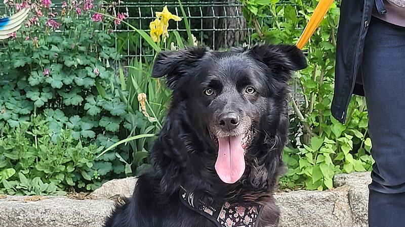 Hündin Bonnie sucht ein Zuhause.