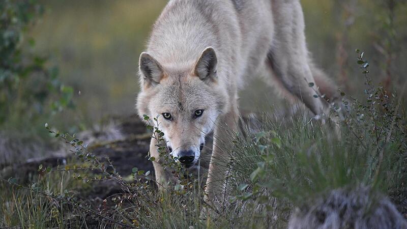 Der Schutzstatus des Wolfs wurde in der Berner Konvention herabgestuft. Somit kann der Wolf künftig leichter gejagt werden. Der Schutzstatus des Wolfs wurde in der Berner Konvention herabgestuft. Somit kann der Wolf künftig leichter gejagt werden.