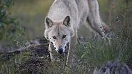 Der Schutzstatus des Wolfs wurde in der Berner Konvention herabgestuft. Somit kann der Wolf künftig leichter gejagt werden.