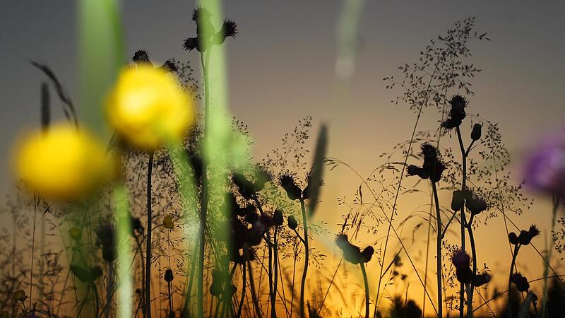 Um Sommerwiesen wie diese hier geht es im Buch von Daniela Strau&szlig;.