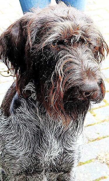 Drahthaarr&uuml;de Brutus II vom W&ouml;rnitzgrund &bdquo;wartet gespannt&ldquo; auf seine Bewertung.
