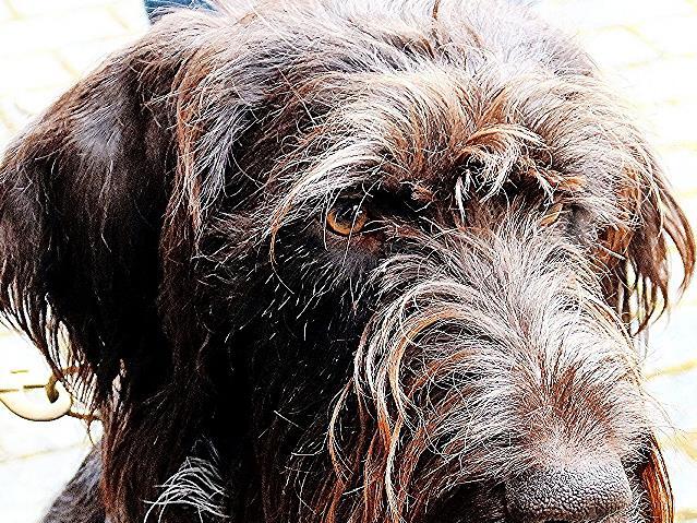 Drahthaarr&uuml;de Brutus II vom W&ouml;rnitzgrund &bdquo;wartet gespannt&ldquo; auf seine Bewertung.