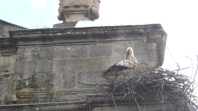 Ein Storch versucht, auf einem Vorsprung des Westportals der St.-Georgs-Kirche ein neues Nest zu bauen, nachdem sein altes kürzlich abgetragen wurde. Darüber ist ein Blech zu sehen, das eine erneute Ansiedlung verhindern soll.