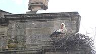 Ein Storch versucht, auf einem Vorsprung des Westportals der St.-Georgs-Kirche ein neues Nest zu bauen, nachdem sein altes kürzlich abgetragen wurde. Darüber ist ein Blech zu sehen, das eine erneute Ansiedlung verhindern soll.