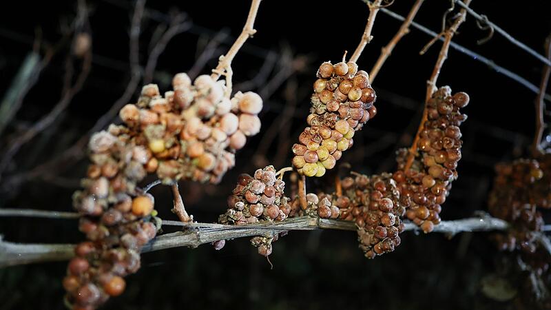 Eisweinlese in Franken