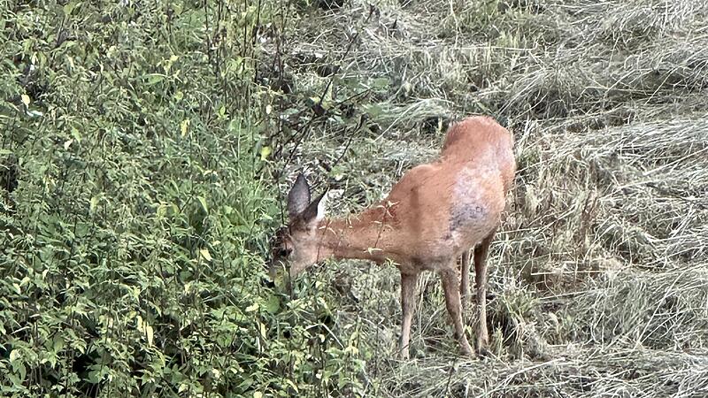 Das Reh wirkt &auml;u&szlig;erlich unversehrt. Doch das Holzst&uuml;ck im K&ouml;rper zeugt von einer schweren Verletzung.