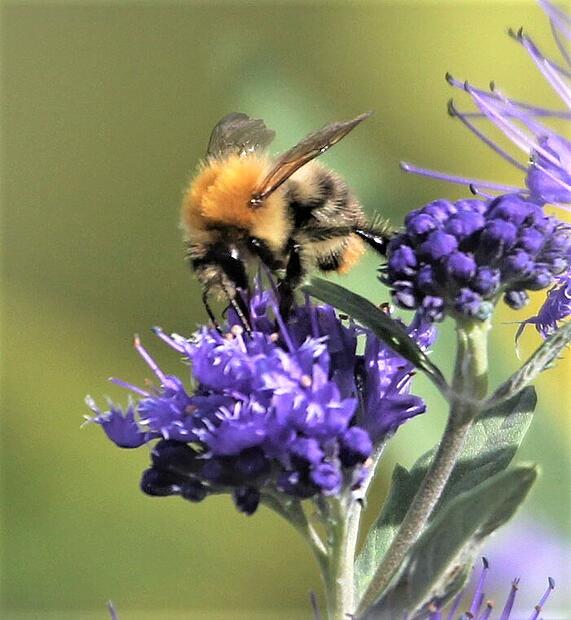 Die Bartblume ist eine wichtige Nahrungsquelle f&uuml;r Insekten.