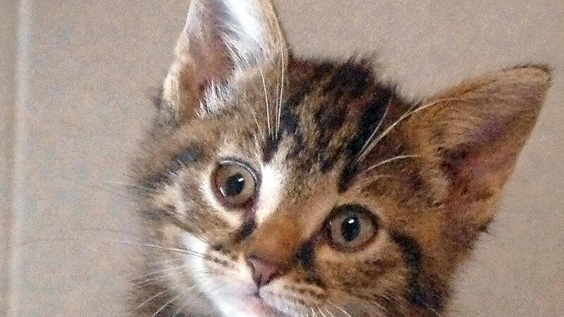 Unnati schaut aus ihrem Körbchen. Unnati schaut aus ihrem Körbchen.