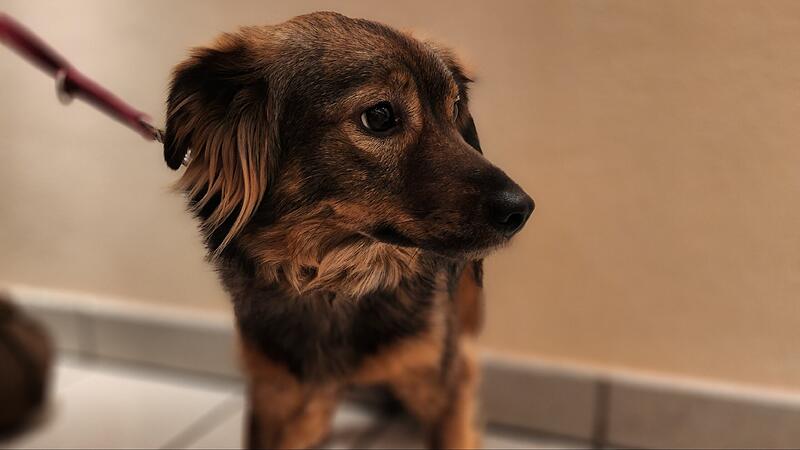 Die &auml;ngstliche H&uuml;ndin Ayva sucht ein Zuhause.