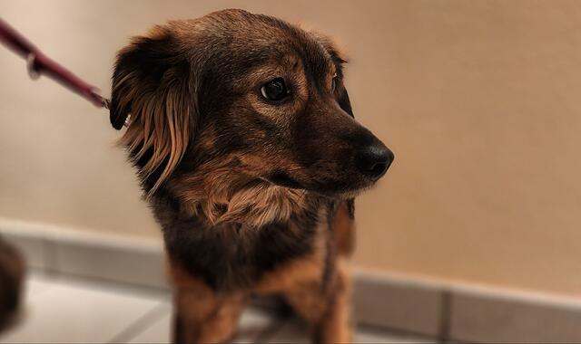 Die ängstliche Hündin Ayva sucht ein Zuhause. Die ängstliche Hündin Ayva sucht ein Zuhause.