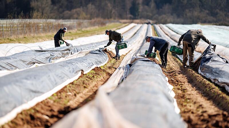 Erster Spargel wird geerntet - Saison startet im April richtig Erster Spargel wird geerntet - Saison startet im April richtig