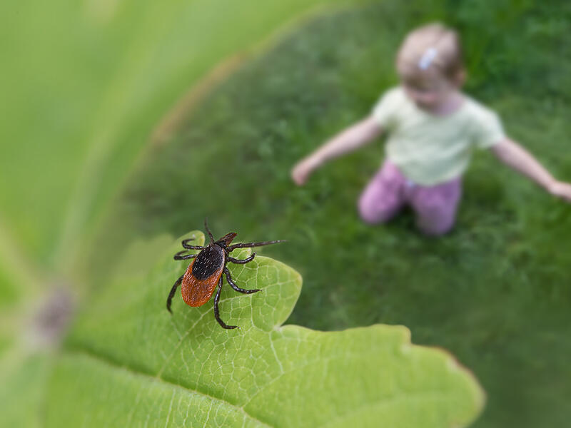 Klein, aber gef&auml;hrlich: So sch&uuml;tzen Sie Ihr Kind vor Zeckenstichen.